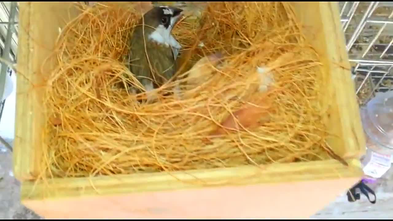 Gouldian finches Breeding