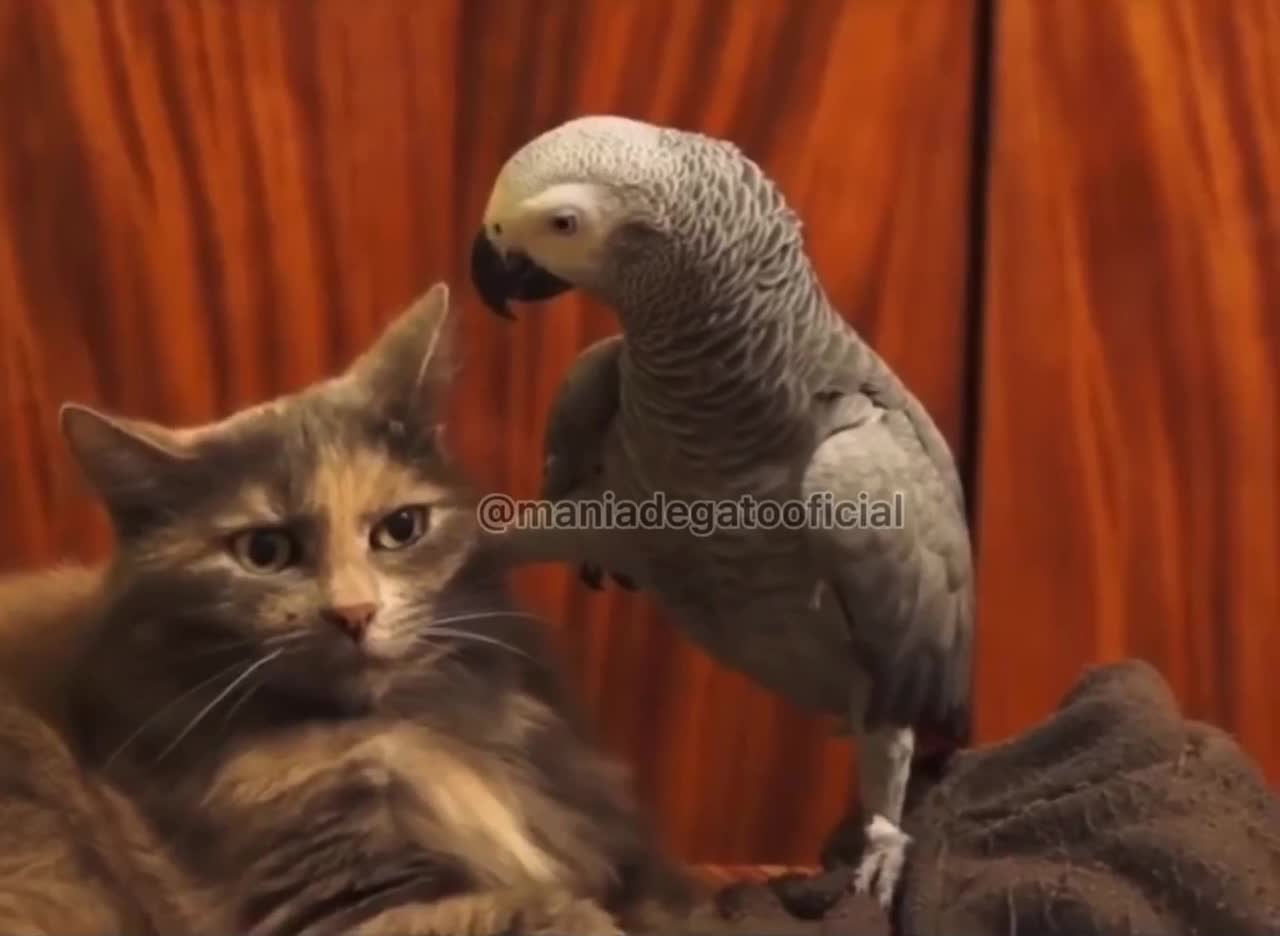 Extremely patient cat with the parrot