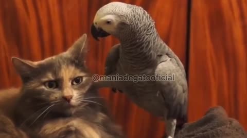 Extremely patient cat with the parrot