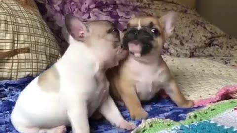 Puppy Fun Compilation: An Explosion of Barking fun.