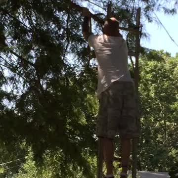 Man Narrowly Avoids Tree Trimming Fiasco