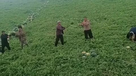 China agricultural area watermelon 🍉 crops