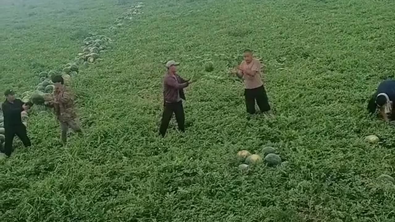 China agricultural area watermelon 🍉 crops