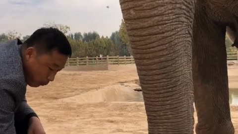 Elephants share delicious food with the breeder