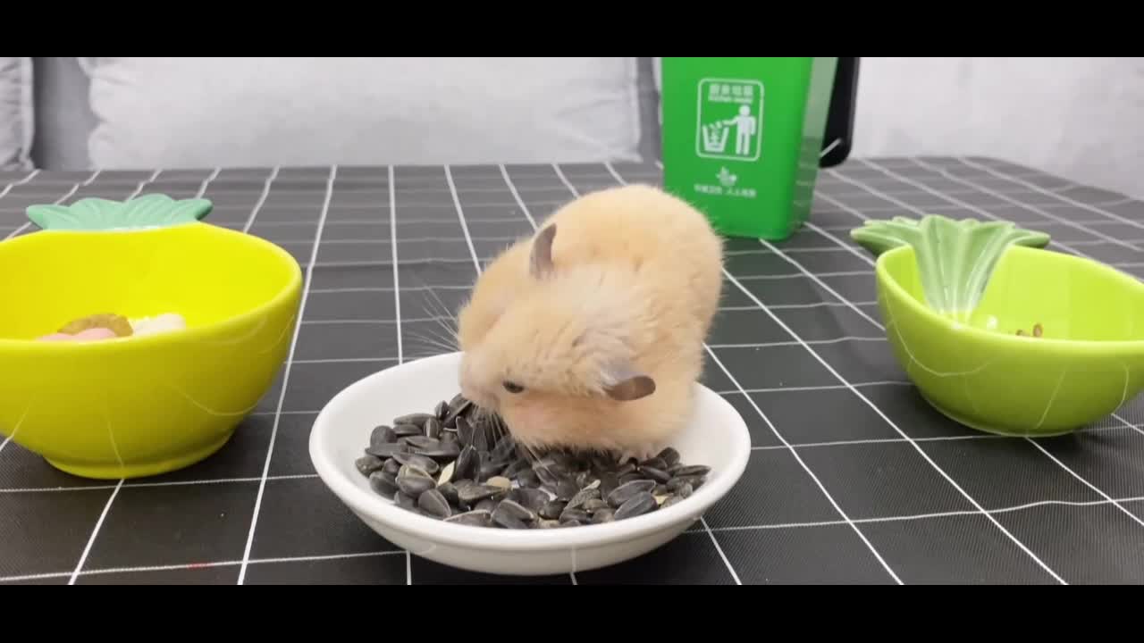 cute little hamster