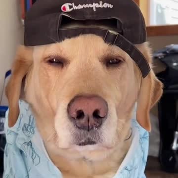 Frat Dozer 😂❤️