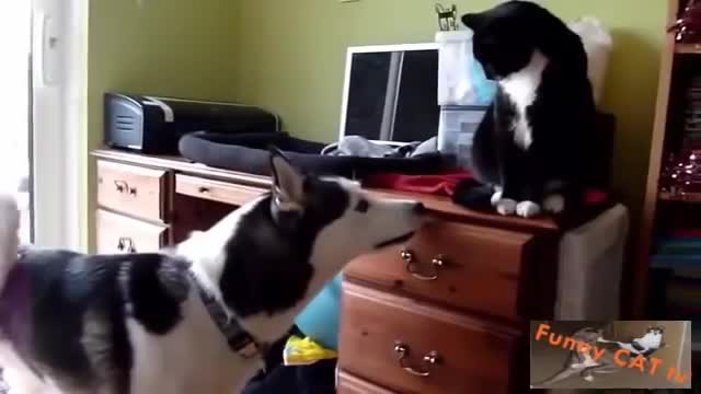 Cats and Dogs Meeting Each other For The First Time