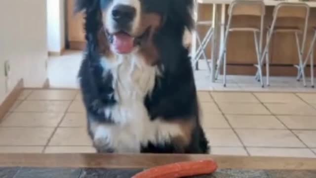 Cute, Funny and Smart Dogs - The Most Popular Dog Video