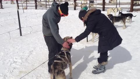 loading up the dogs for a good ole sled ride