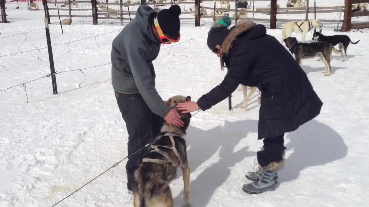 loading up the dogs for a good ole sled ride