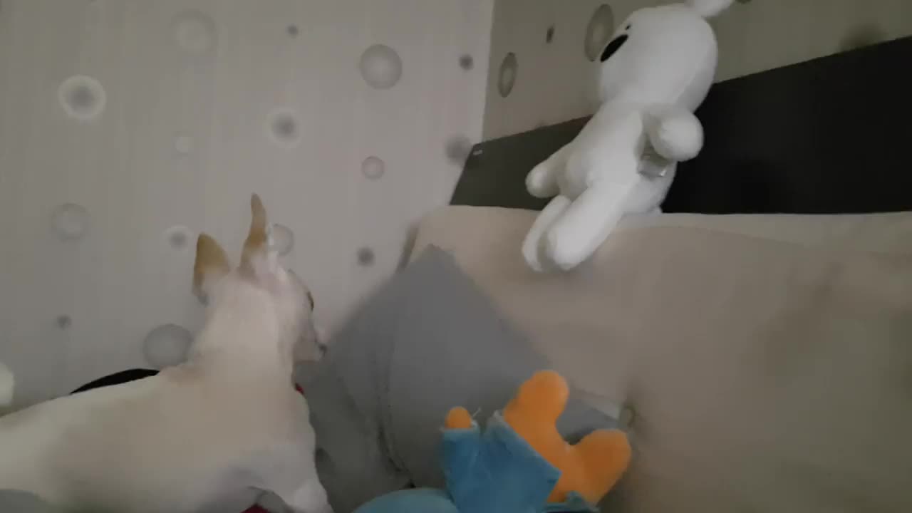 The puppy calling a friend who doesn't come down