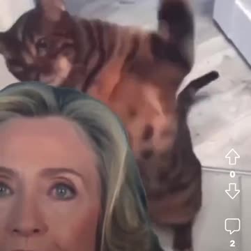 Kitty Smack! No Likey!