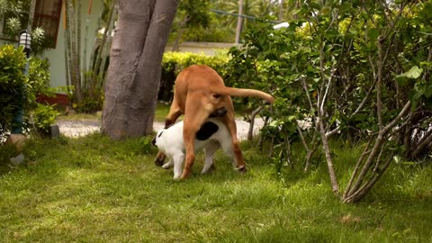 Funny animal video for different animals or pets
