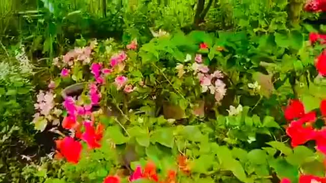 My Bougainvillea