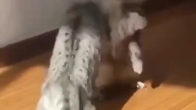 Cats real fight compilation video try not to laugh.