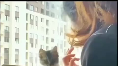 Funny cat video