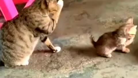 Funny 😂😂😂 Cat videos