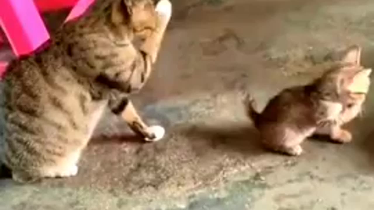 Funny 😂😂😂 Cat videos