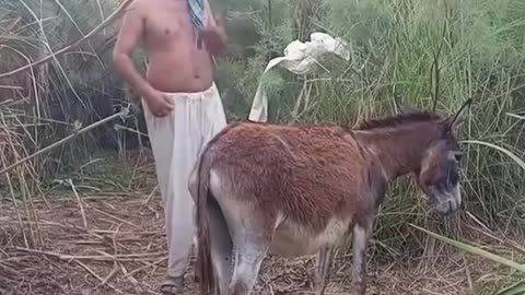 What is He Doing With Donkey hhhhhhh |او با خر چی میکند هههههه