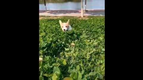 Funny cat reaction with tiger/ DOGS animal, cutest, baby, amazing pet videos compilation.