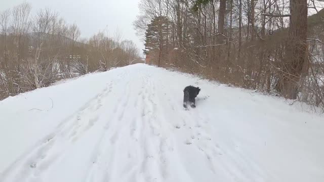 Tibet fun dog playsnow