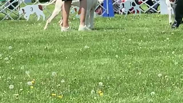 Zak shines at the American Pointer Club Show