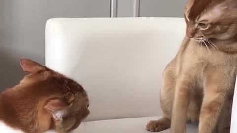 Cats fighting