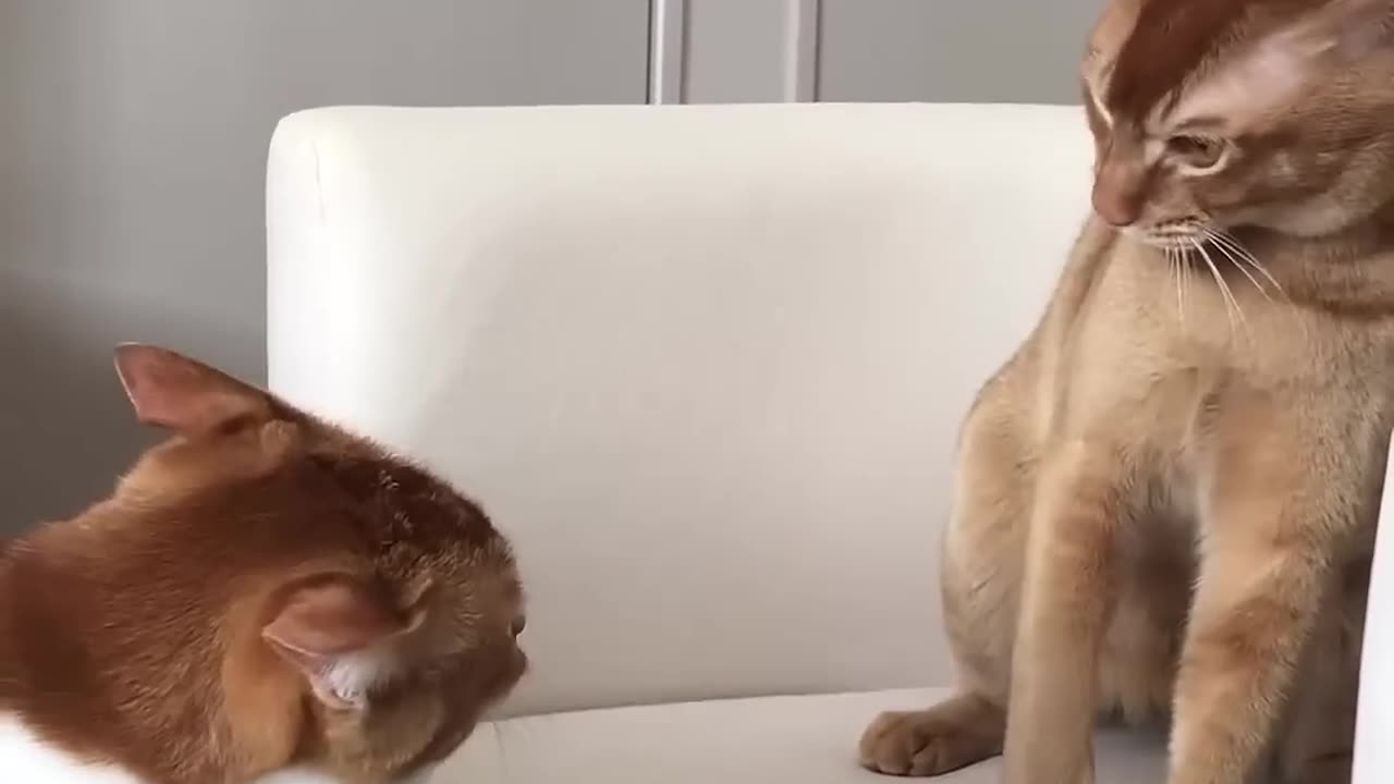 Cats fighting