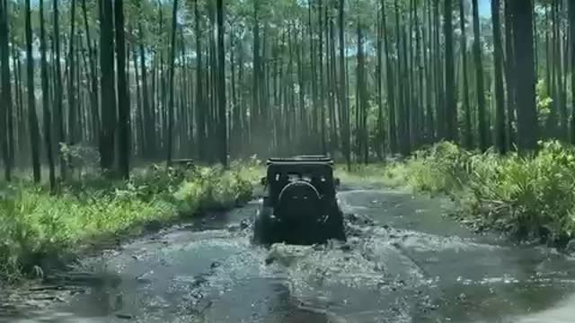 Osceola National Forest