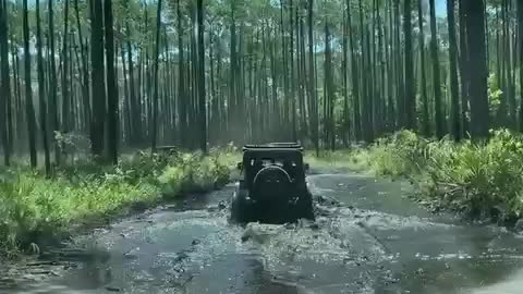 Osceola National Forest