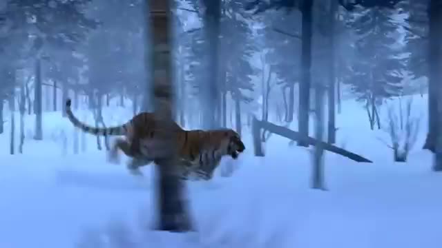 Tiger fight