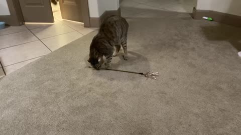 Self-Sufficient Cat