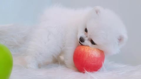 Pomeranian puppy playing with apples
