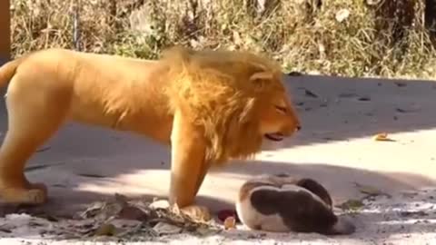 funny_video dogs #comedy_video#lion_dlfunny_videos,tiktock_funny_video