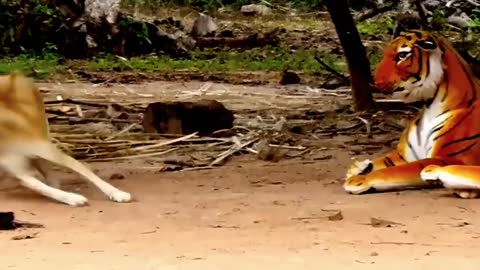 Prank dog & Fake Tiger Vs Dog Prank Video Funny, Try Not To Laugh