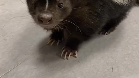 Skunk!#cute#animallover