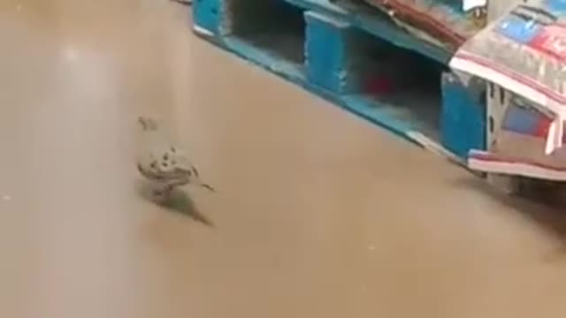 little bird inside Walmart