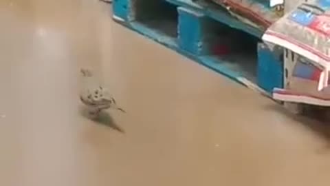 little bird inside Walmart