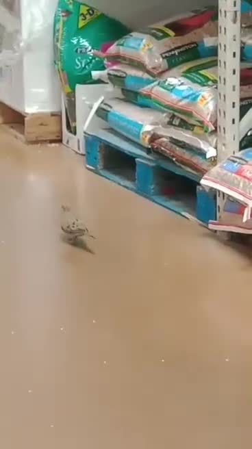 little bird inside Walmart