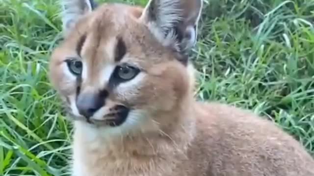 cat with long ears- funny cats 2021