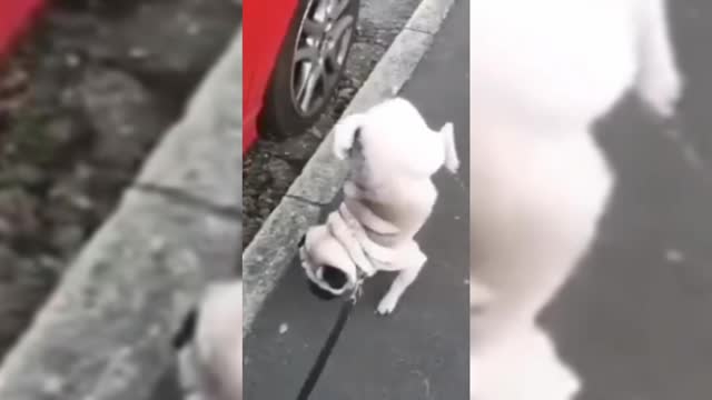 The way this dog urinates is unique