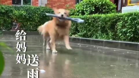 AMAZING INTERLIGENT DOG