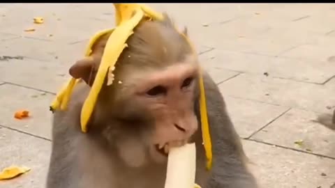 Funny prank with monkey