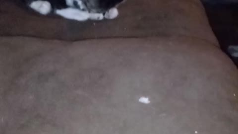 Battle cats #1