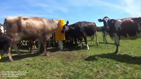 Cow brush being installed