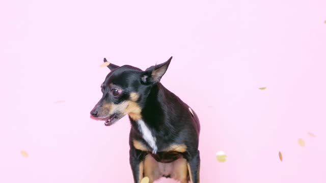 Cute dog