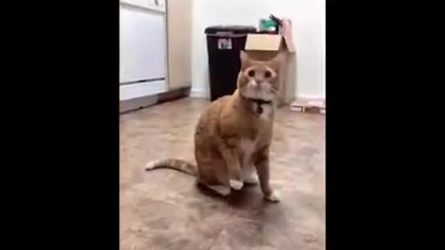 Cute Cat😊Funny Video