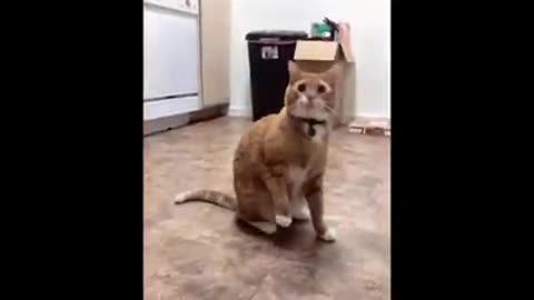 Cute Cat😊Funny Video