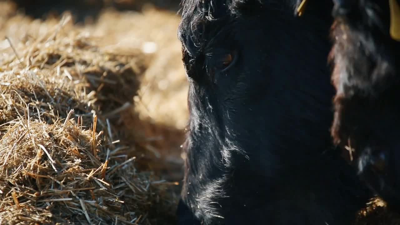 A cow is eating hay