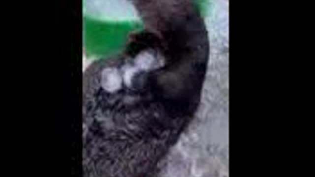 for pets lovers - so cut and funny